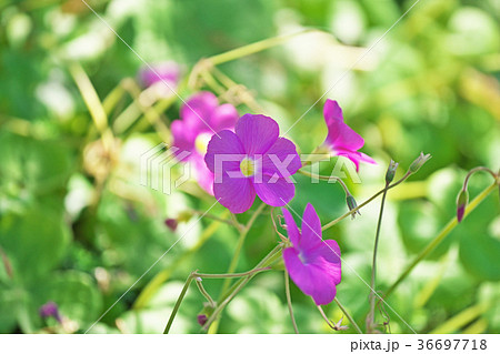 オキザリスの花 36697718