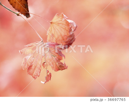 紅葉のクローズアップ 紅葉のクローズアップ 36697765