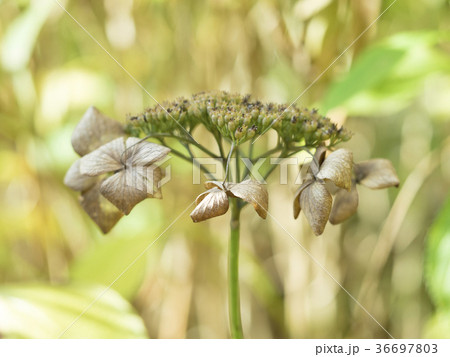 枯れ紫陽花の写真素材