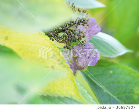 枯れ紫陽花 枯れ紫陽花 36697807