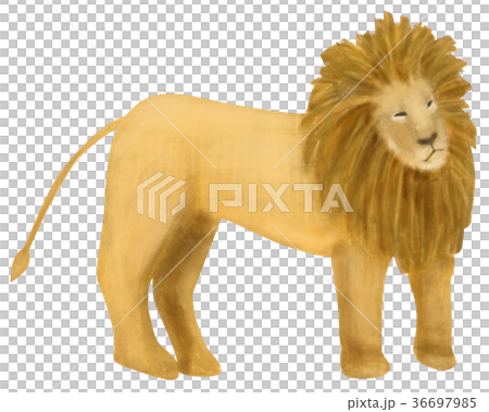 手描き 動物 どうぶつ ライオンのイラスト素材