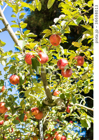 台湾 台中市 台中 36698013