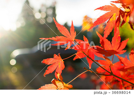 秋 あき 秋の 36698014