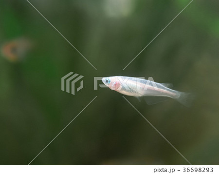 水槽の白メダカ 水槽の白メダカ 36698293