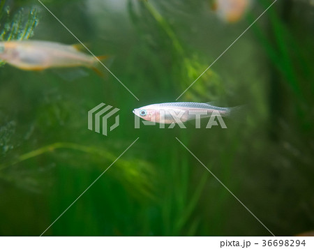 水槽の白メダカ 36698294