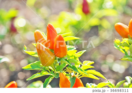 オレンジ色のゴシキトウガラシ 36698311