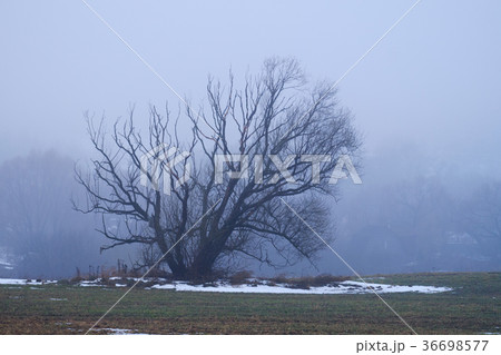 beautiful spreading tree in a field in a foggy beautiful spreading tree in a field in a foggy 36698577