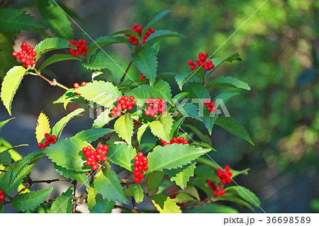 赤い千両の実の写真素材
