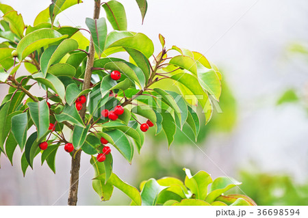 赤色のソヨゴの実 36698594