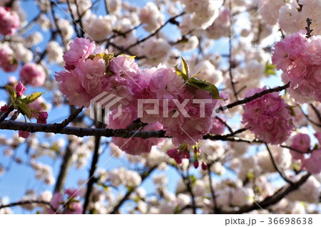 桜 36698638