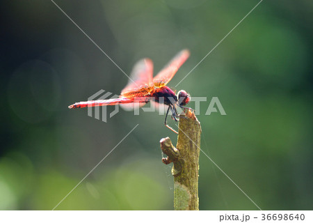 トンボ とんぼ ドラゴンフライ 36698640