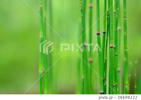 山腹 中腹 野生の花 36699222