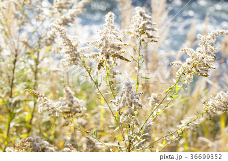 晩秋 白い綿毛の セイタカアワダチソウ の穂 2の写真素材