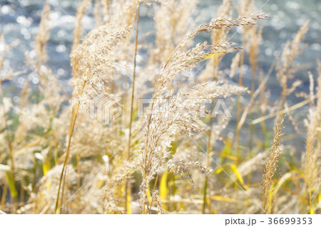 晩秋、風になびく「オギ」 36699353