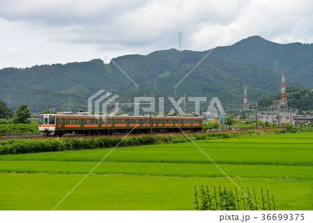 311系東海道線4両 36699375