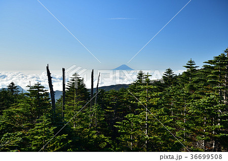 奥秩父山塊国師ヶ岳から初秋の富士山 36699508