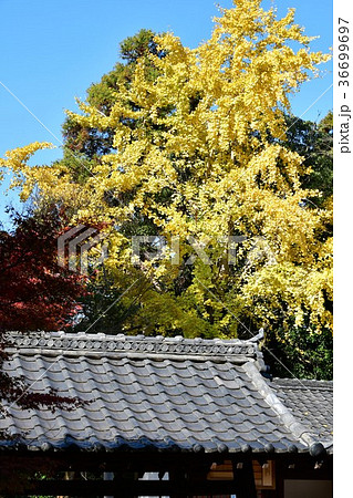 晩秋の乾坤院 境内の紅葉 晩秋の乾坤院 境内の紅葉 36699697