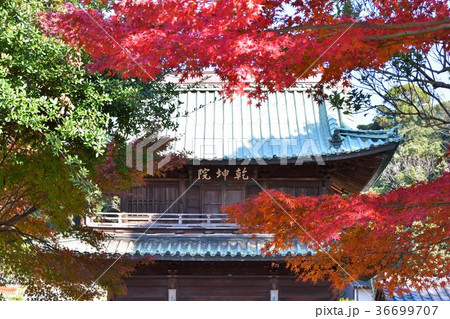 晩秋の乾坤院　境内の紅葉 36699707