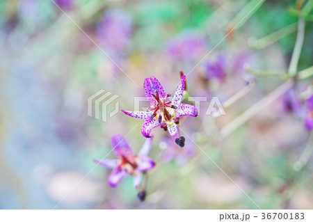 紫色のホトトギスの花 36700183