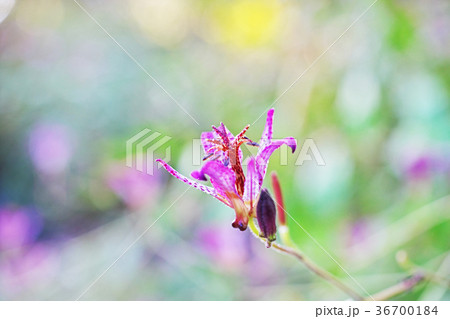 紫色のホトトギスの花 紫色のホトトギスの花 36700184