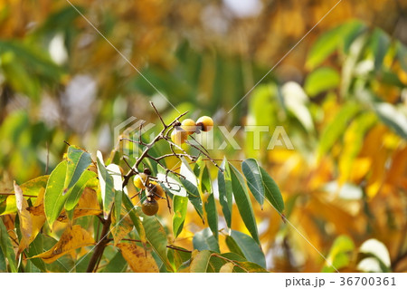 黄色いムクロジの実 36700361