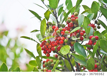赤いモチノキの実 36700362