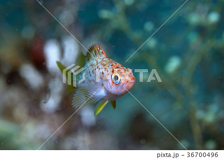 中層のメバルの幼魚B 36700496