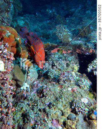 泳ぐユカタハタ 泳ぐユカタハタ 36700502