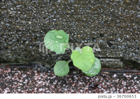 植物 工場 プランツ 36700653