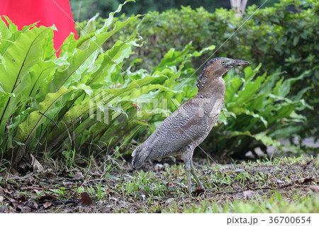 鳥 ゴイサギ 五位鷺 36700654