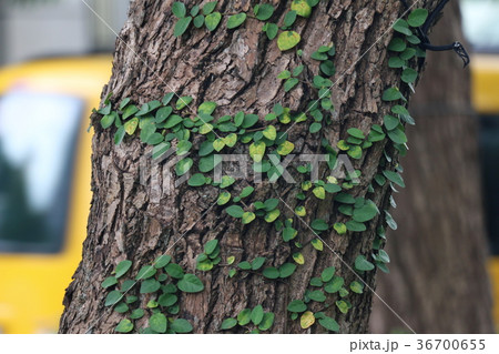 植物 工場 プランツ 36700655