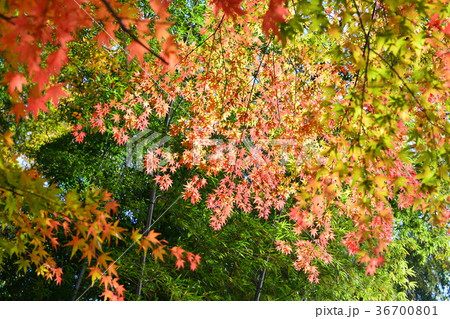 紅葉 36700801