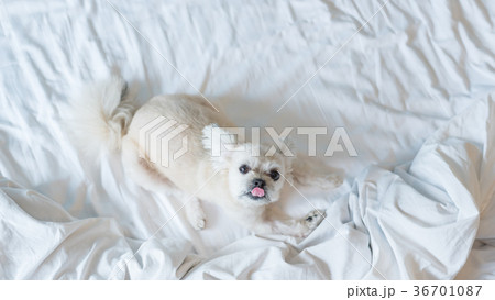 Sweet dog sleep lies on a bed of white veil 36701087