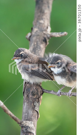 Two birds (Pied Fantail Flycatcher) in nature wild 36701350