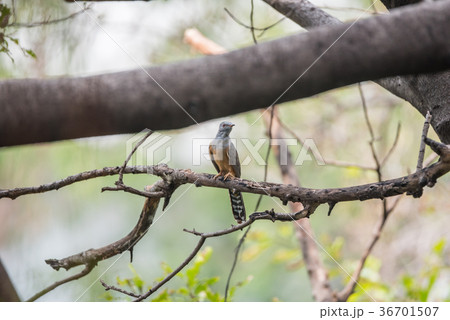 Bird (Plaintive Cuckoo) in a nature wild 36701507