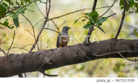 Bird (Plaintive Cuckoo) in a nature wild 36701509