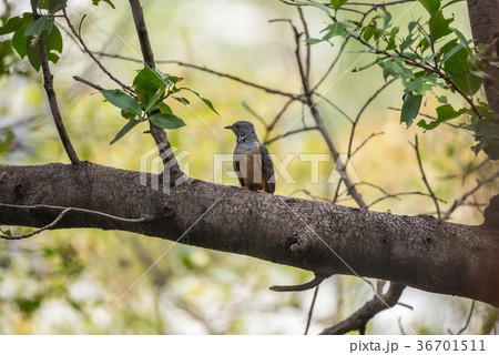 Bird (Plaintive Cuckoo) in a nature wild 36701511