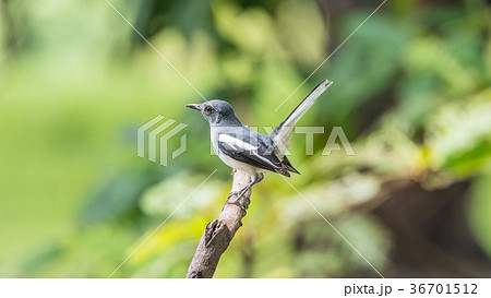 Bird (Oriental magpie-robin) in a nature wild 36701512