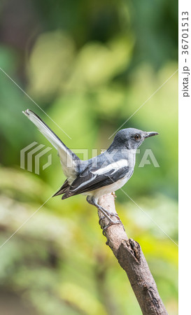 Bird (Oriental magpie-robin) in a nature wild 36701513