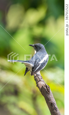 Bird (Oriental magpie-robin) in a nature wild 36701522