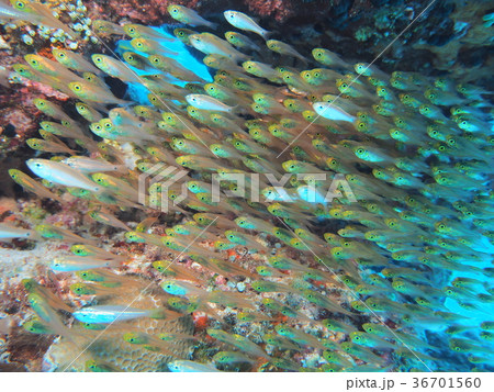 キンメモドキ群れ 36701560