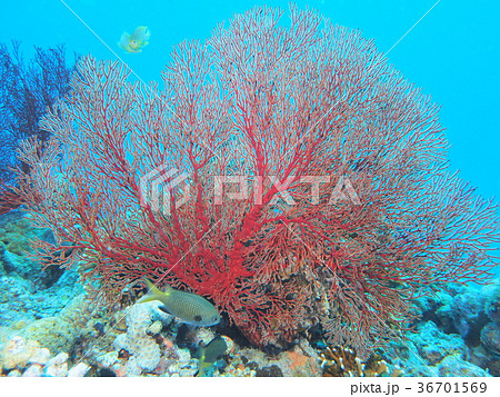 リュウキュウイソバナ 36701569