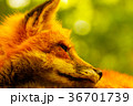 秋空のキツネ 36701739