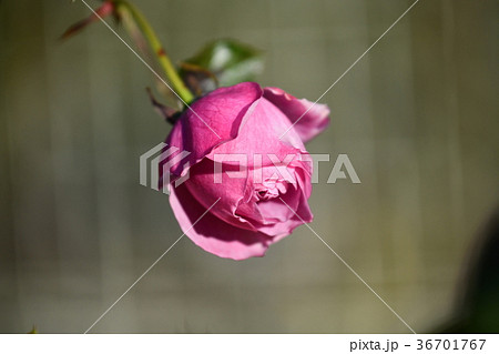 冬薔薇「エンチャンティッド　イブニング」 36701767