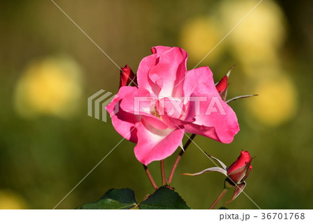 冬薔薇「さらさ」 冬薔薇「さらさ」 36701768