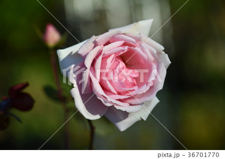 冬薔薇 「ウィミィ」 冬薔薇 「ウィミィ」 36701770