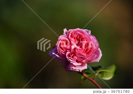 冬薔薇　「ホーム＆ガーデン」 36701780