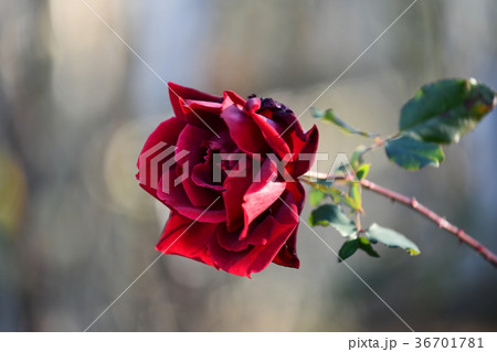 冬薔薇　「パパ　メイアン」 36701781