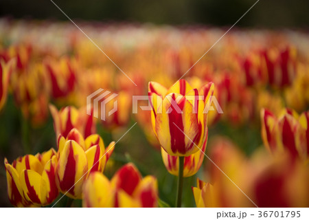 世羅高原農場のチューリップ 世羅高原農場のチューリップ 36701795