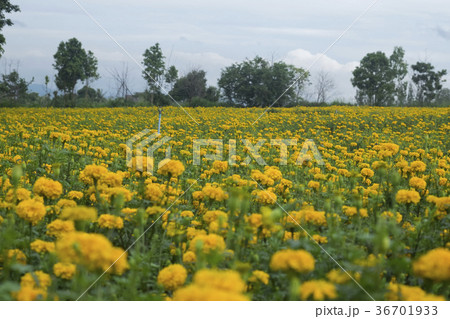 marigold flower in garden 36701933